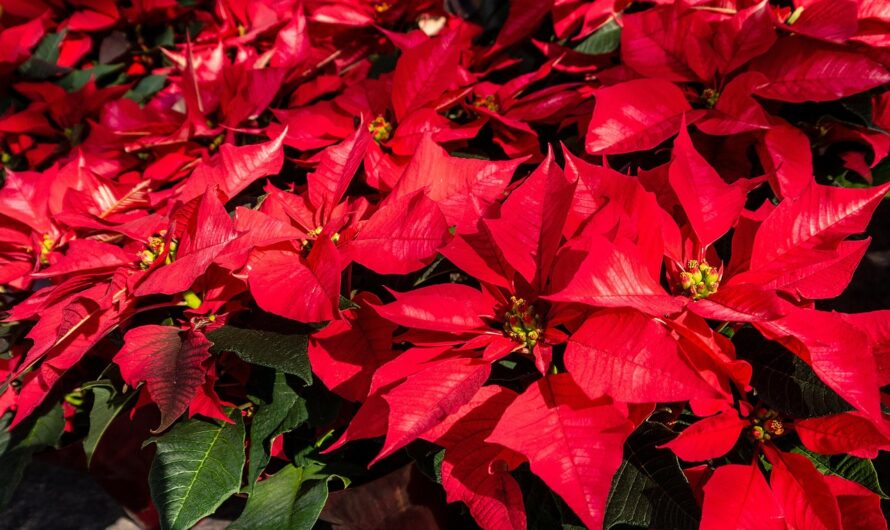 Какие подарки можно подарить гостям