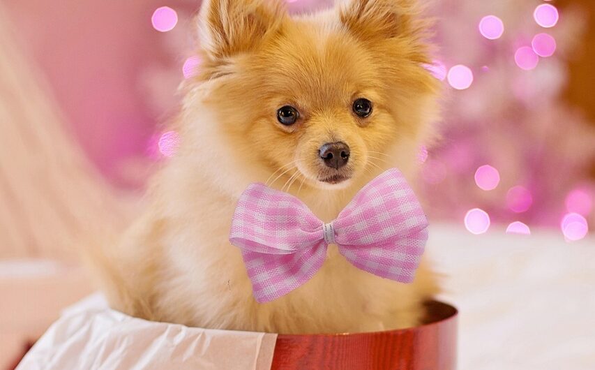 1 подарок подарить